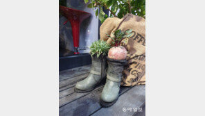 [고양이 눈]낡은 구두의 변신