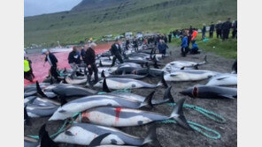 잔인한 ‘핏빛 전통’…돌고래 1500마리 하루만에 대학살