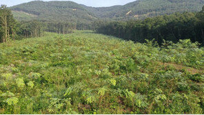 충남 보령 밀원숲, 산림청 ‘최우수 조림지’에 선정