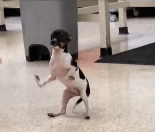 두 발 뒤집힌 채 태어난 강아지, 수술 끝 ‘감격의 네 발’ (영상)