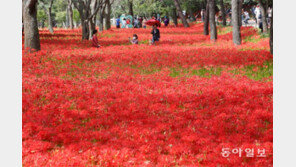 꽃무릇 만개한 영광 불갑사