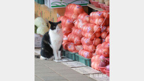 [고양이 눈]졸리냥