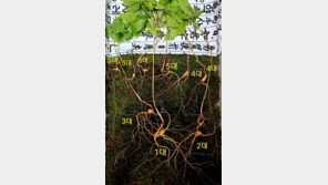 함양 지리산서 5대 가족 천종산삼 발견…감정가 1억2천만원