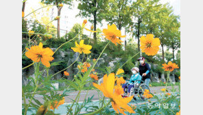 홍제천 꽃길서 느끼는 가을 정취