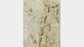 2만3000년 전 초기 인류 북미 횡단 보여주는 발자국 화석
