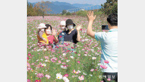 코스모스 앞에서 ‘찰칵’