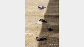 [고양이 눈]비둘기의 망중한