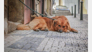 정부, ‘개물림 사고’ 방지책 마련…반려동물 인수제도 검토