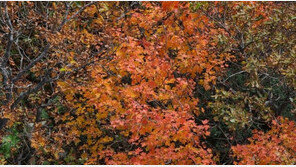 오늘 설악산 첫 단풍…‘절정 예측지도’ 확인하세요