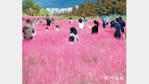 그림 같은 핑크뮬리 군락지