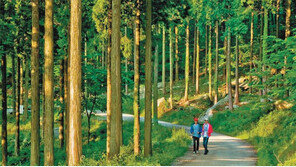 국내 최대 인공조림 편백숲 축령산, 치유 여행지로 자리매김