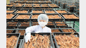 ‘먹는 홍삼’에서 ‘바르는 홍삼’까지 사업영토 확장