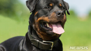 검찰 ‘소형견 죽인 맹견’ 주인 2심서도 징역 6월 구형