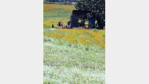 메밀꽃 필 무렵, 국화도 ‘활짝’