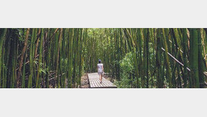 [책의 향기]단순하게 먹고 고요하게 산책하라, 철학자처럼