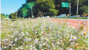 활짝 핀 단양쑥부쟁이