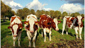 中, 영국산 쇠고기 수입 금지…지난달 광우병 발생