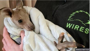 濠, 캥거루 14마리 때려죽인 17살 소년 2명 동물학대로 기소