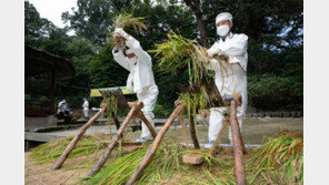 창덕궁서 벼 수확… 조선시대 ‘친예례’ 의식 재현