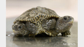 美서 머리 2개 다리 6개 위장 2개의 희귀 거북이 부화