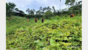 경주서 사진 찍으러 산에 간 60대 남성 실종…6일째 수색