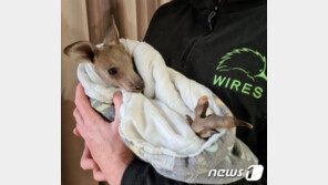 철딱서니 없는 호주 10대 소년 범죄…캥거루 14마리 살해