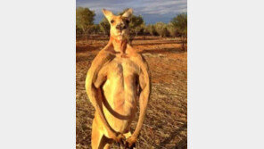 캥거루 14마리 때려죽인 호주 10대소년들 ‘동물 학대 혐의’ 체포