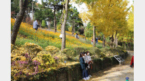 세종시 단풍낙엽 산책길