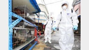 전통시장 조류독감 방역 소독