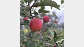 없어서 못 파는 ‘사과계 에르메스’ 감홍…“부사밭 갈아엎어도 물량 못대”