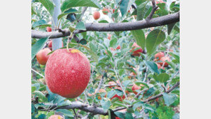 프리미엄 과일 열풍… “감홍사과, 없어서 못 팔아요”