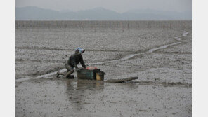 세계유산 ‘갯벌’ 어업 문화, 국가무형문화재 된다