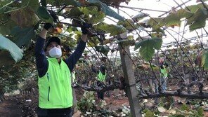 [포토]농협 인재개발원, 범농협 교육담당 직원들과 포도농가 일손돕기