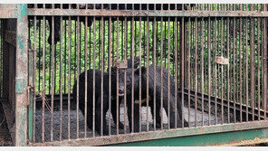 “불법도축하곤 반달곰 두 마리 탈출 허위신고”…용인 곰 농장주 구속