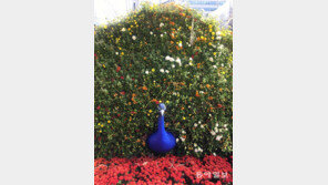 [고양이 눈]진짜가 울고 갈 지경