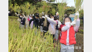 “내가 수확했어요”… 도심 속 벼 베기 체험