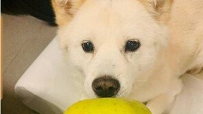 尹캠프, ‘개 사과’ 논란에 진땀…“SNS, 너무 딱딱하면 재미 없어”