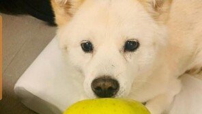 ‘개 사과’ 일파만파…윤석열 SNS 관리, 누가 하길래