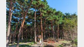 “도끼 하나만 있으면 잘 사는 마을” 풍요로운 안면도 가을여행