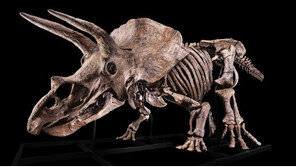 세계 최대 ‘트리케라톱스’ 화석, 90억 원으로 낙찰
