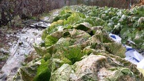 제천에 1㎝ 우박…배추·사과 등 농작물 피해