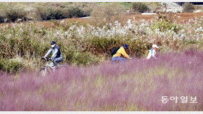 영산강 핑크뮬리와 은빛 억새