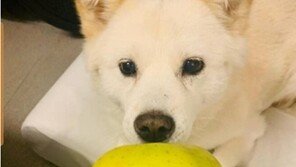 홍준표 ‘개에겐 사과가 아닌 사랑을’…윤석열 보란 듯 페북에 ‘개사진’