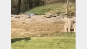 사파리 투어하다 11마리 백호 앞 달려간 中남성 “어흥~”