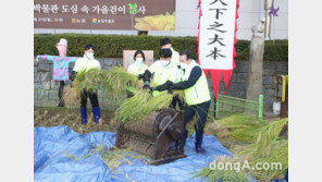 농업박물관, 도심 속 ‘전통 방식 벼베기’ 재현