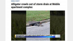 美 아파트 단지 배수구서 악어가 쑥…한바탕 소동