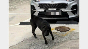 키우는 개 풀어 주민 2명 다치게 한 50대 견주 구속