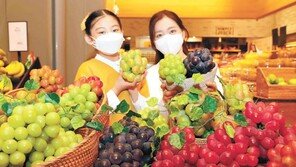 형형색색 포도가 한 자리에