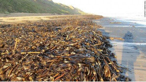 수천 마리 해양생물, 의문의 떼죽음…英해안서 무슨 일이?