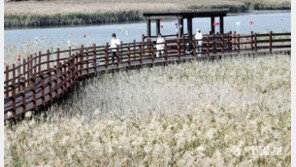 은빛물결 일렁이는 갈대밭